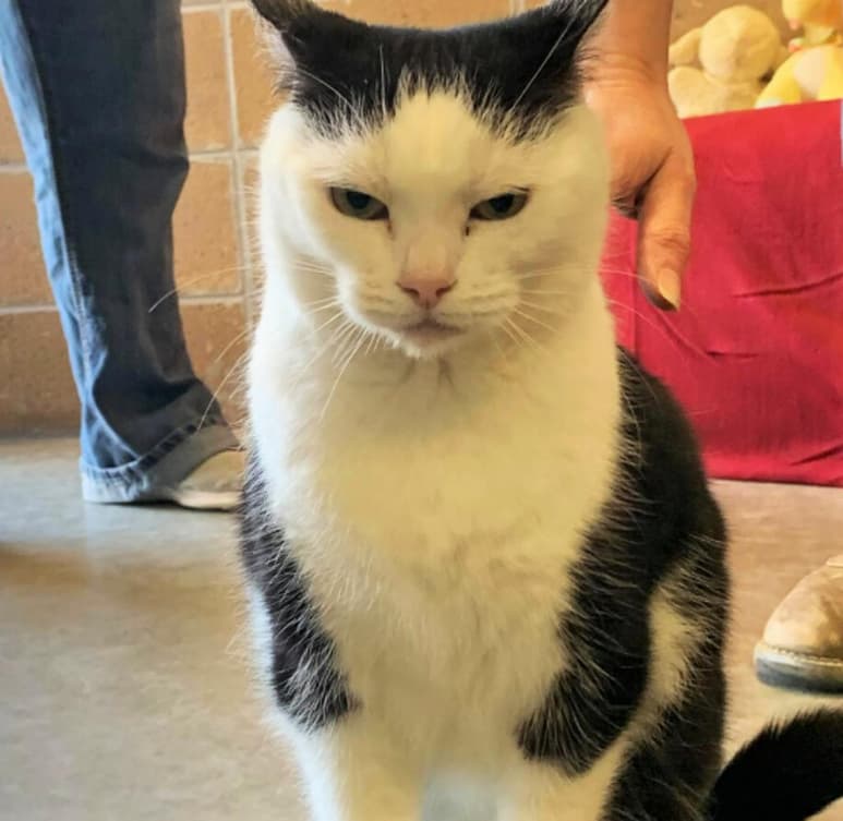 Una persona escribió que espera que Perdita, la gata, encuentre 'la casa gótica de sus sueños'. A lo que el refugio respondió: 'Nosotros también. Y que sea pronto'. (ESPECIAL)