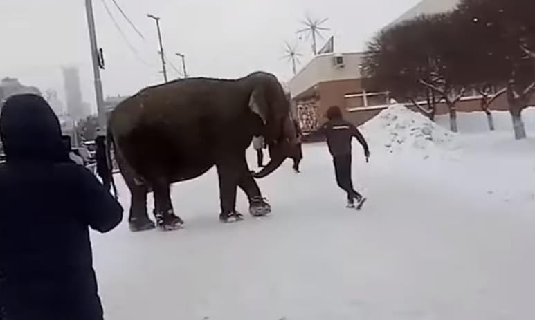 Una de las elefantes aprovechó para disfrutar de la nieve que cubría la ciudad (ESPECIAL)