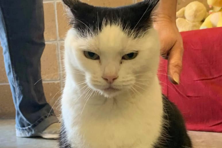 El anuncio señala que el gato: odia los abrazos pero ama acechar en los rincones, por ejemplo. (INTERNET)
