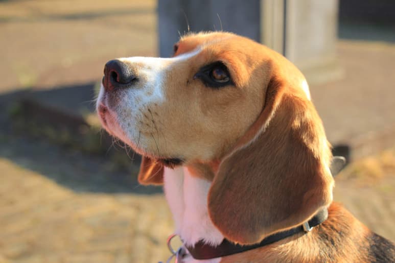En 1840 llegaron a los Estados Unidos como como perro de caza, pero fue hasta 1870 cuando se comenzó a domesticar. (ARCHIVO)