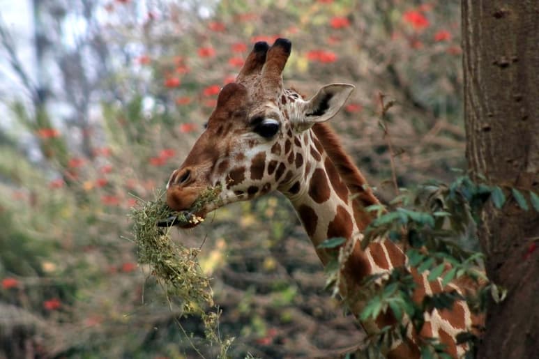 Una jirafa que escapó de un camión mientras era trasladada a un zoológico en Tailandia fue encontrada muerta en un canal de drenaje. (ARCHIVO) 