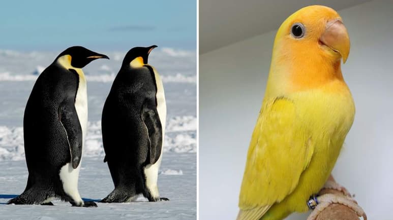 Algunos animales llegan a impresionar a muchas personas debido a sus costumbres y comportamientos que han descubierto sobre ellos. (ARCHIVO/ESPECIAL)