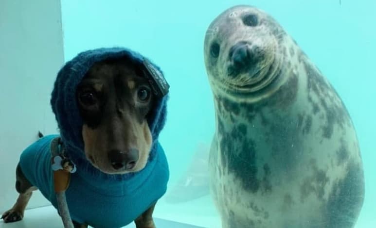 Material compartido por Cornish Seal Sanctuary (OFFICIAL) en Facebook.