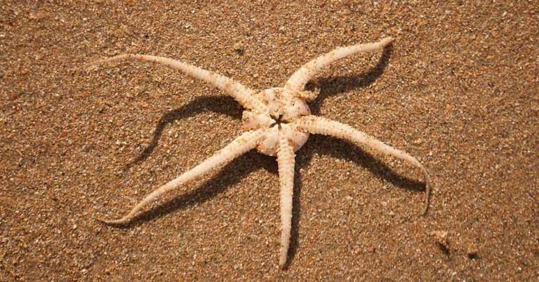 Científicos del Instituto de Ciencias del Mar y Limnología (ICML) de la UNAM descubrieron una nueva especie marina cavernícola, que vive en la cueva “El Aerolito”, en Cozumel. (ARCHIVO)