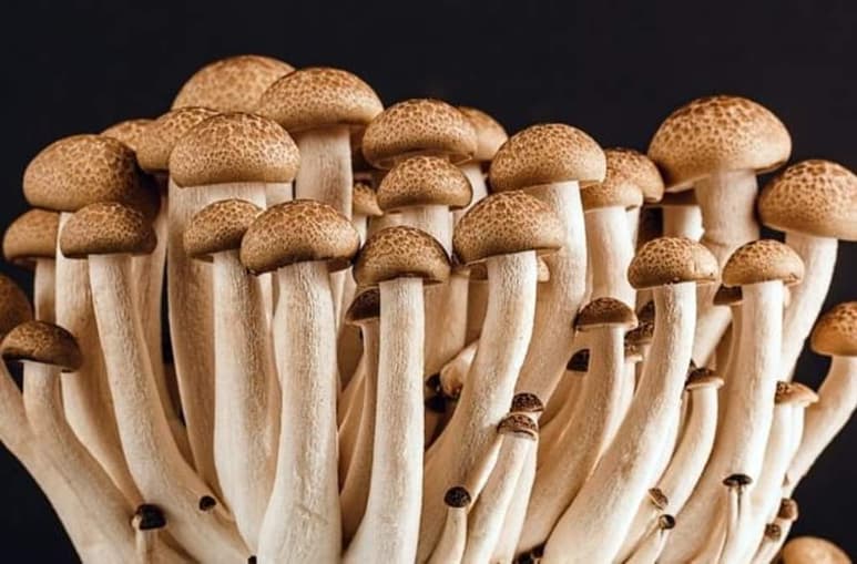 Recientemente ha salido a la luz un estudio que revela cómo los hongos alucinógenos podrían ayudar en los tratamientos contra la depresión cuando otros métodos han fallado. Esto debido a un ingrediente activo llamado psilocibina. (ESPECIAL)