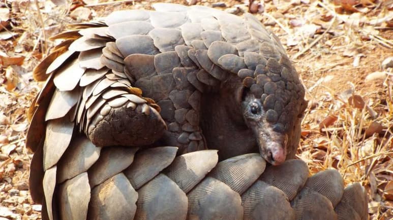 El pangolín que suele ser confundido con un reptil, podría ser el transmisor del virus según estudios (ESPECIAL)