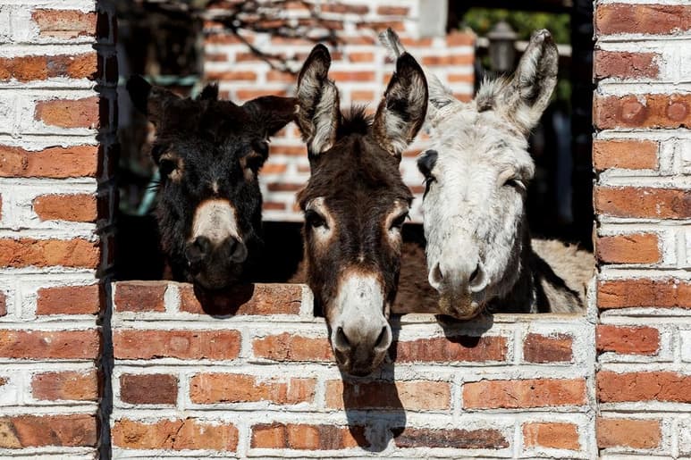El burro mexicano no pasa por su mejor momento: tras siglos de ayuda en las tareas de tiro, la progresiva transformación tecnológica lo arrinconó hasta reducir su población. (ARCHIVO)