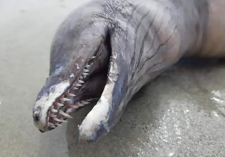 Se cree que salió de algún lugar profundo del mar. (INTERNET)