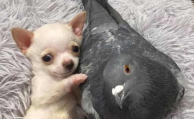 'Lundy' y 'Herman' se han vuelto amigos inseparables (CAPTURA)