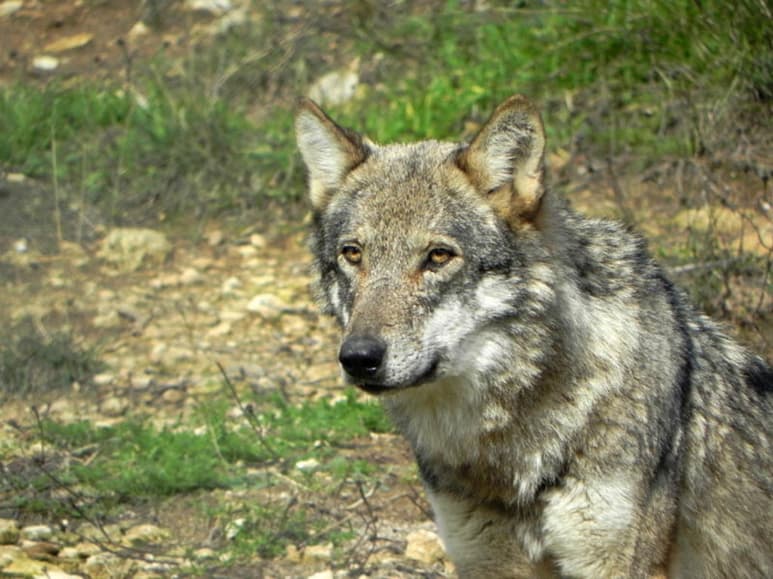El dueño entregó voluntariamente al animal y sus cachorros a las autoridades correspondientes. (INTERNET)