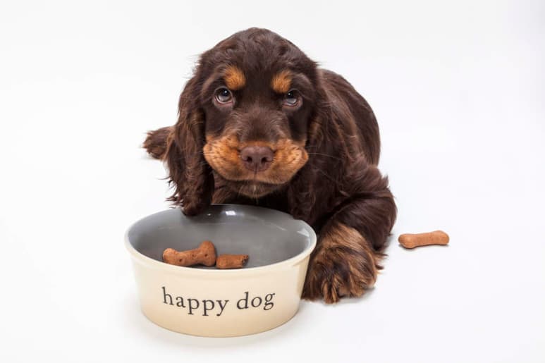 El perro comparte un 99.8% de similitud con el lobo. Lo que significa que está fisiológicamente preparado para el consumo de carne. (ARCHIVO)