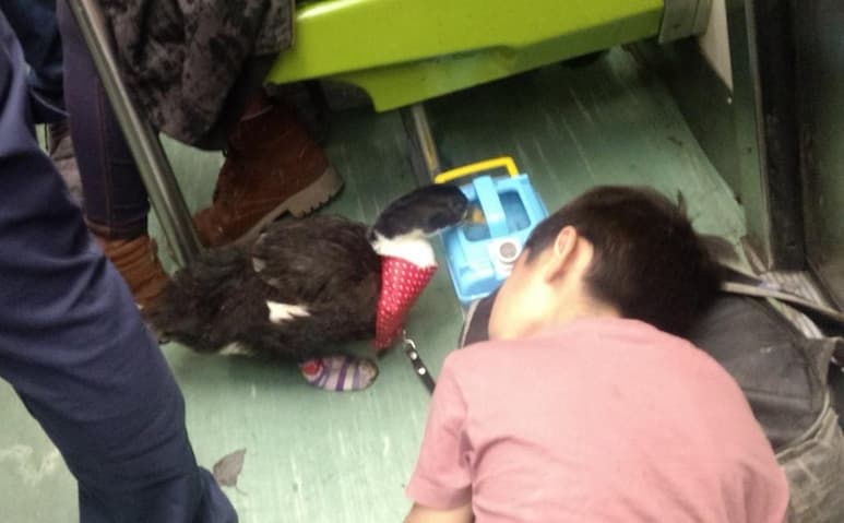Por medio de redes sociales, diversos usuarios han compartido fotos del pato con tenis paseando en las estaciones del metro de la CDMX (CAPTURA)