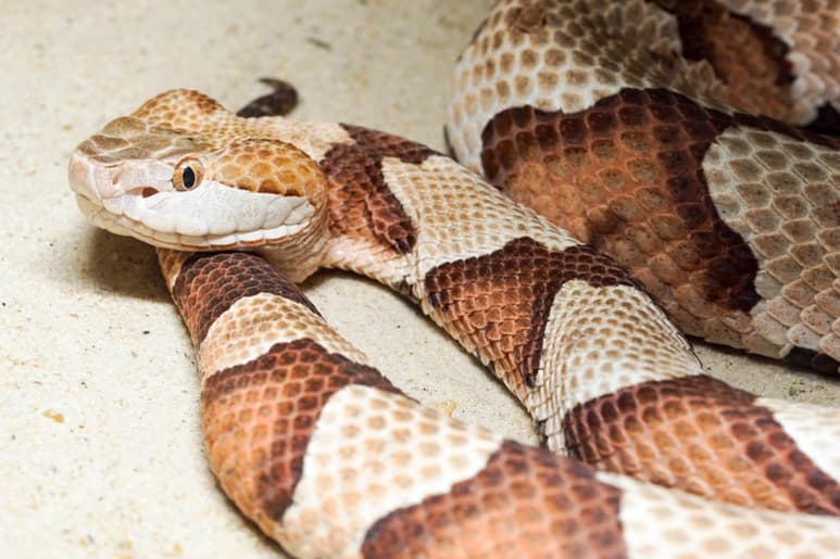 Una toxina extraída del veneno de las serpientes cascabel de América del Sur podría usarse para tratar dolor crónico. (ARCHIVO)