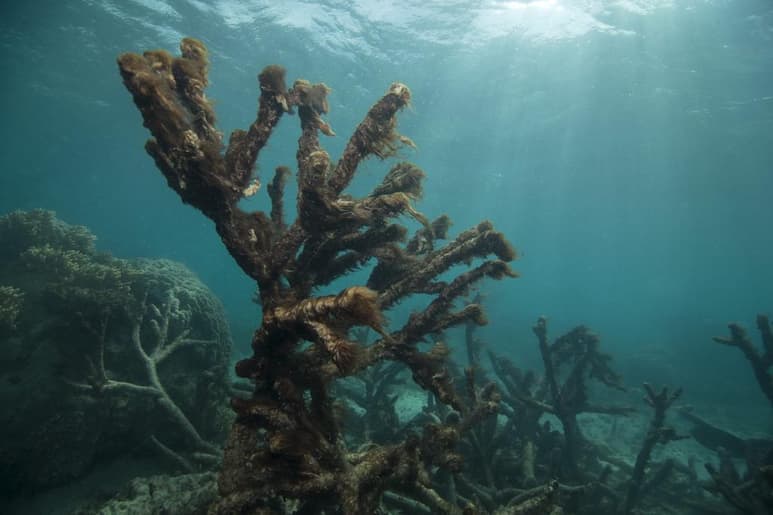 Australia teme que la Gran Barrera de Arrecifes sufra un nuevo episodio de blanqueo en masa de sus corales tras detectar varios casos. (ARCHIVO)