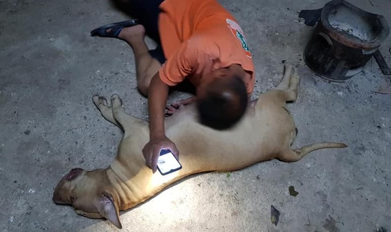 El dueño de la perrita compartió la trágica experiencia por medio de Facebook.
