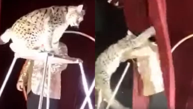 Tras caerse del banco, el felino arremetió contra el hombre (CAPTURA)