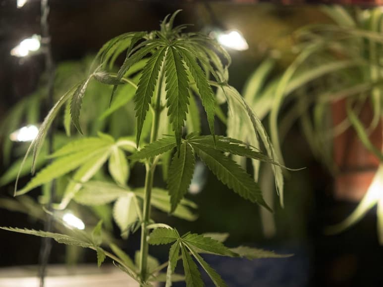 El Gobierno de Paraguay calificó este lunes de 'avance histórico' la concesión de las primeras licencias para la producción medicinal del cannabis. (ARCHIVO)