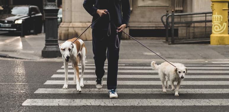 Aunque algunas personas no la disfruten mucho, las rutinas son un aspecto positivo para los perros (al igual que para muchos otros animales) ya que requieren de un control para llevar una vida tranquila y feliz. (ARCHIVO)