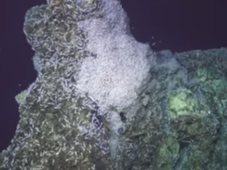 Imágenes captadas por un robot explorador de la Institución Oceanográfica de Woods Hole. (INTERNET)