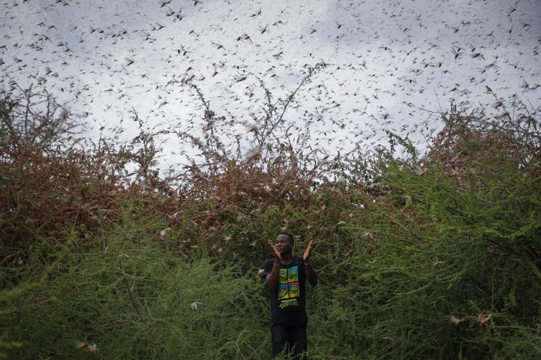 Un pequeño grupo de langostas del desierto ha penetrado en el Congo, la primera vez desde 1944 que los voraces insectos aparecen en el país centroafricano. (ARCHIVO)