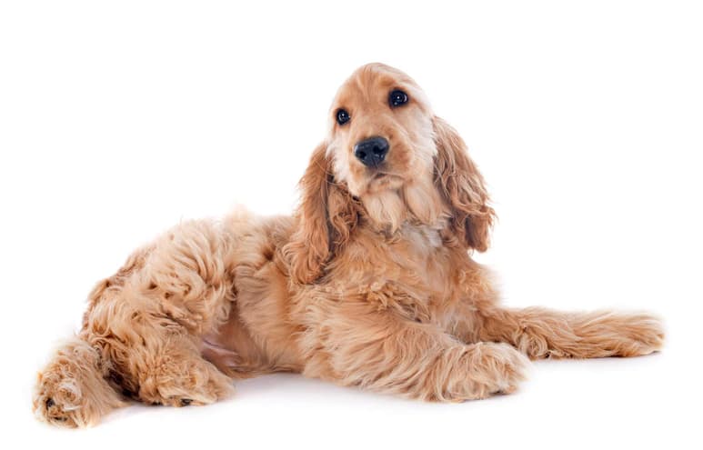 El Cocker Spaniel Inglés es un perro conocido por su inteligencia y su apego emocional. Este can goza de pasar mucho tiempo con su familia, e incluso de no hacerlo podría sufrir ansiedad por separación. (ARCHIVO)