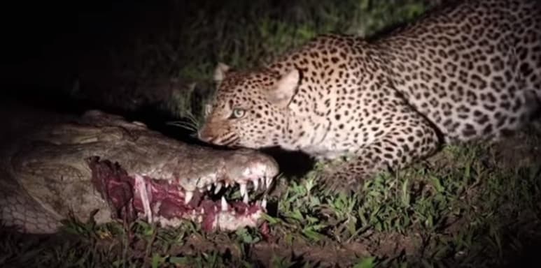 Captura de pantalla del material compartido por Kruger Sightings en YouTube.