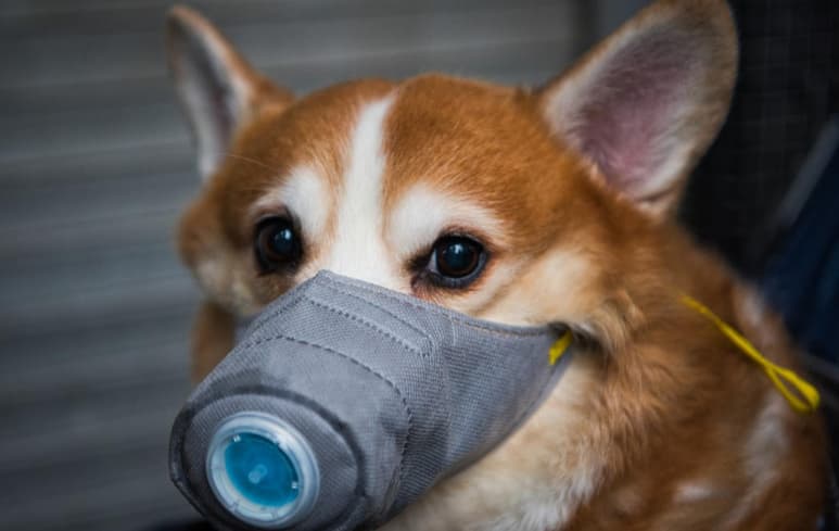 De acuerdo a los informes oficiales de las autoridades en Hong Kong, el animal dio positivo al coronavirus con 'niveles bajos' (INTERNET)