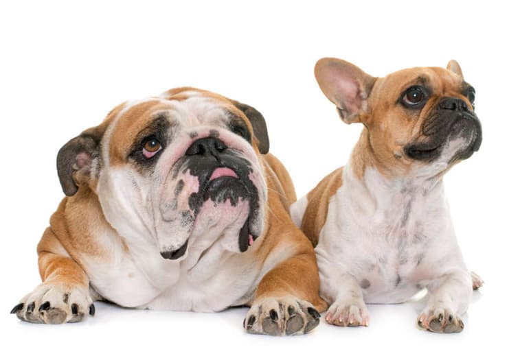 Los perros Bulldog son muy populares en la lista de las razas molosas. Sin embargo, aunque estos dos compartan el nombre existen numerosas diferencias entre ambos. (ARCHIVO)