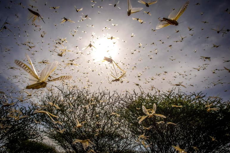 La plaga de langostas que azota a una docena de países en la zona oriental de África desde hace semanas ha alertado a tres instancias de Naciones Unidas. (ARCHIVO)