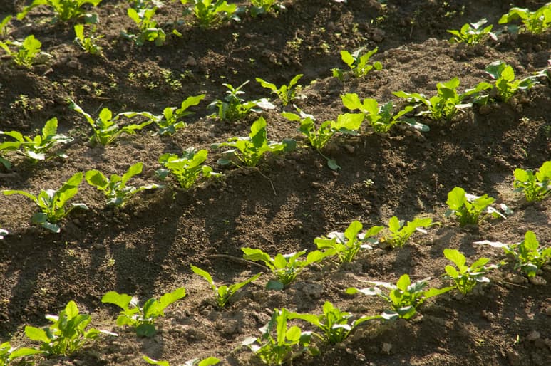 Los directivos de la Organización de las Naciones Unidas para la Alimentación y la Agricultura (FAO), Qu Dogyu y del Fondo Mundial para la Naturaleza (WWF por sus siglas en inglés), Marco Lamberti, analizaron temas como la biodiversidad, el cambio climático, la agricultura y los sistemas alimentarios. (ARCHIVO)