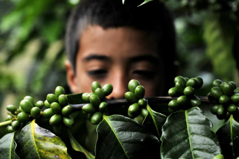El presidente de Guatemala, Alejandro Giammattei, defendió este lunes a la producción cafetalera de su país ante un supuesto 'desprestigio internacional'. (ARCHIVO)