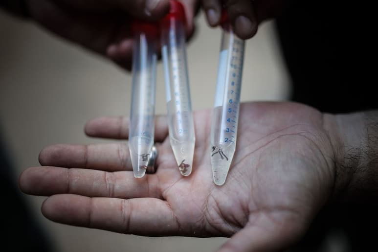 Salud de Argentina informó la víspera que en 13 provincias se han registrado hasta el momento 680 casos y tres fallecimientos. (EFE)
