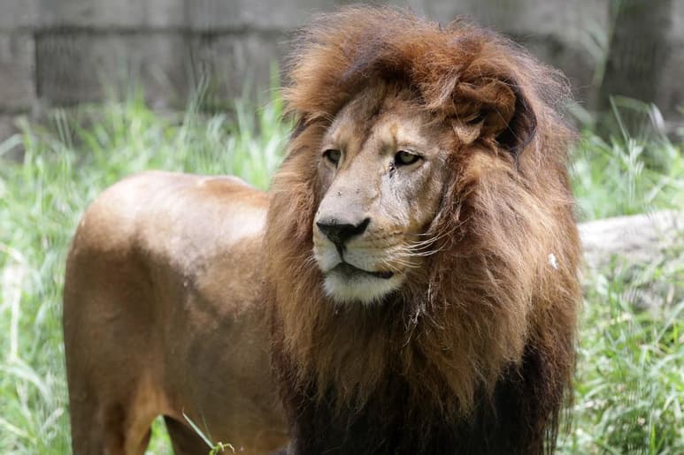 Luego de que un felino (se trataría de un león, según El Gráfico) presuntamente atacó a una persona entre las localidades de El Pinal del Marquesado y Cerro Gordo, la Secretaría de Educación del Estado de México suspendió las clases, hasta nuevo aviso, en siete escuelas de nivel básico y seis de nivel medio superior en Valle de Bravo. (ARCHIVO)