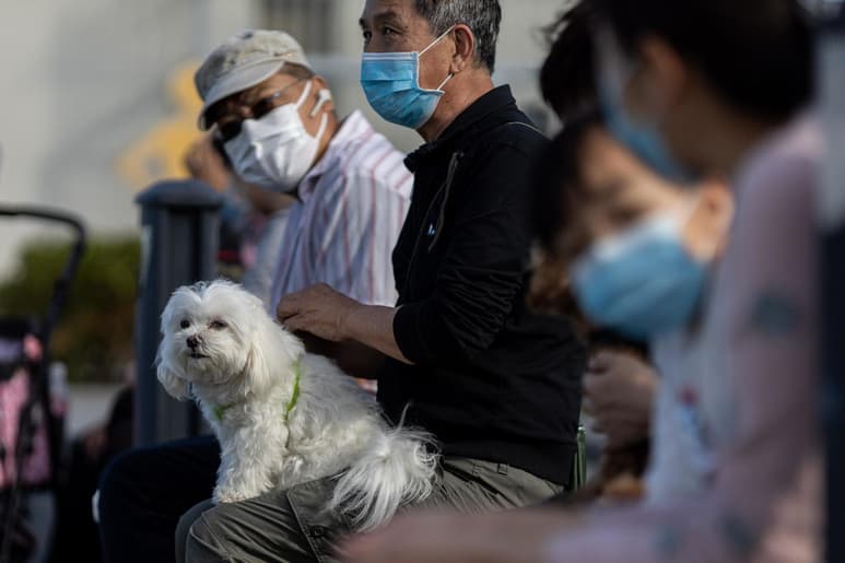 Al momento los resultados del perro infectado muestran un nivel vírico muy bajo, pero tienen la certeza de ser el primer caso de este tipo. (ARCHIVO)