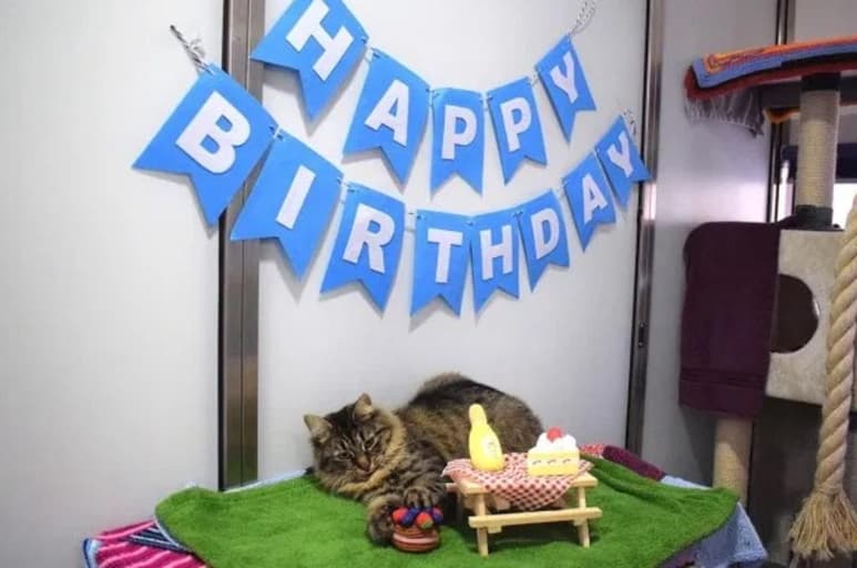 La intención de la fiesta fue promover la adopción de la felina (CAPTURA)  