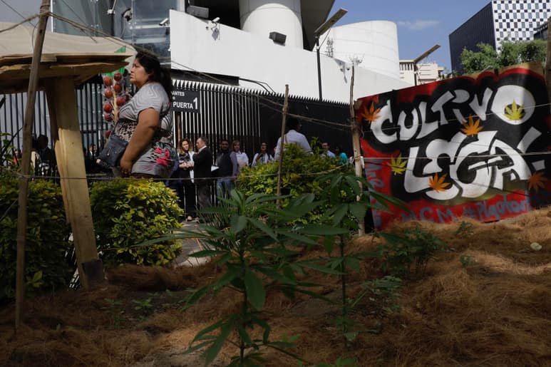 La asociación México Unido Contra la Delincuencia (MUCD) extendió una serie de críticas al dictamen aprobado en lo general por las comisiones del Senado sobre la regulación de la marihuana en México. (ARCHIVO)
