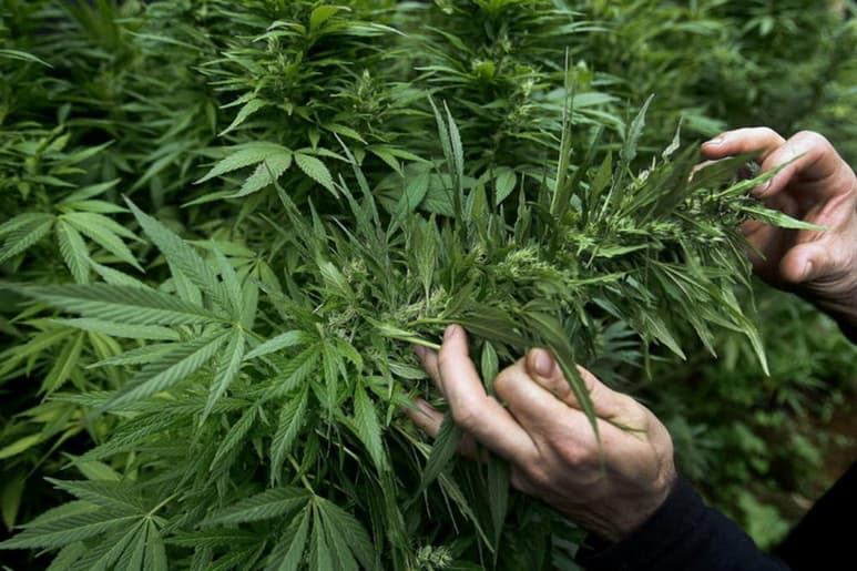 Afirmó que por el momento 'no existen las condiciones' para que se pueda dar paso a la despenalización del consumo de la marihuana con fines recreacionales o lúdicos. (ARCHIVO)