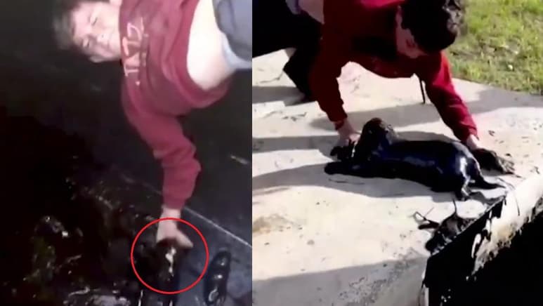 El cachorro fue limpiado y alimentado tras ser rescatado del pozo. Como se aprecia en las imágenes difundidas en redes (CAPTURA)