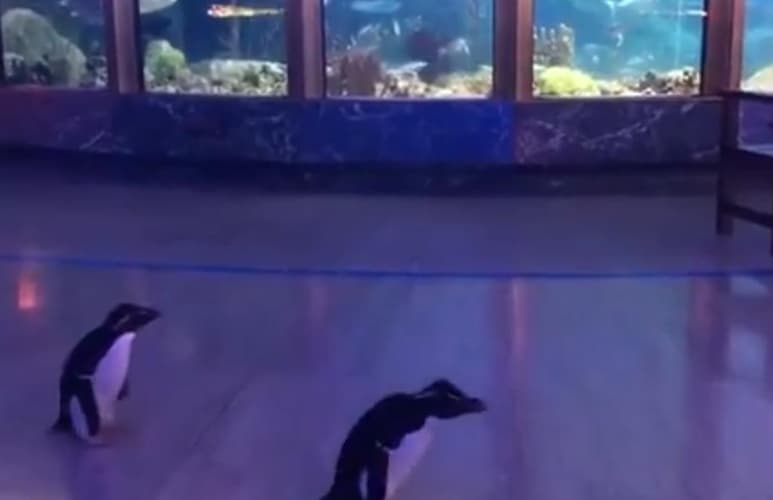 Material compartido por Shedd Aquarium en Twitter.