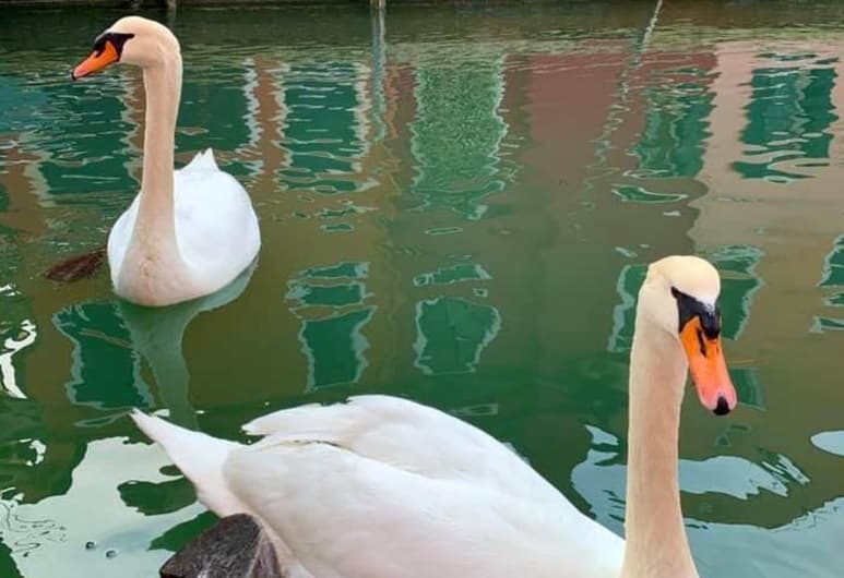 Las imágenes del agua cristalina en los canales de Venecia, se han viralizado en redes sociales (CAPTURA)