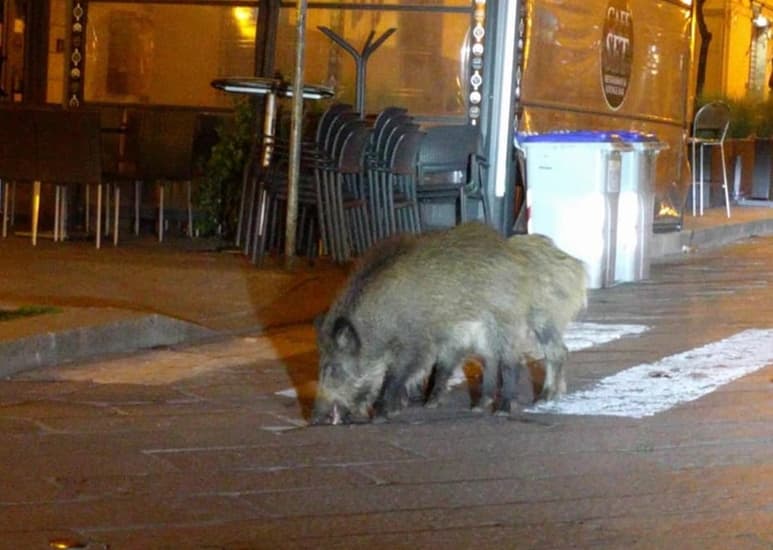 Un jabalí camina en las calles vacías de Roma durante la cuarentena italiana. (CORTESÍA)
