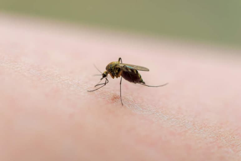 Seguramente más de una vez has escuchado a alguien decir que no sufre de picaduras de mosquito, o por el contrario, que no logra dormir por la constante presencia de estos. ARCHIVO