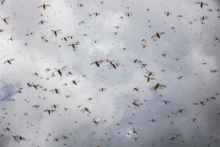 Autoridades sauditas han limpiado casi siete mil hectáreas de la plaga de langostas, la que ya llegó a su territorio procedente de África. (ARCHIVO)