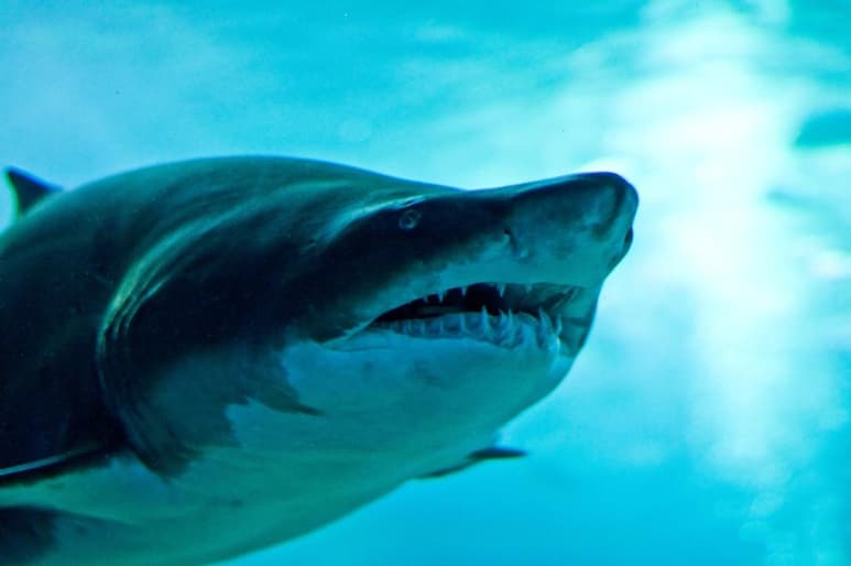 la familia de tiburones se amplia con el descubrimiento en el Océano Índico Occidental de dos nuevas especies del raramente visto tiburón sierra de seis branquias. (ARCHIVO)