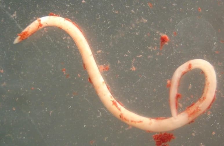 El anisakis, un parásito que anida en el pescado y los cefalópodos y que causa alergias y alteraciones digestivas a los humanos, es 283 veces más abundante que en 1970. (ESPECIAL)
