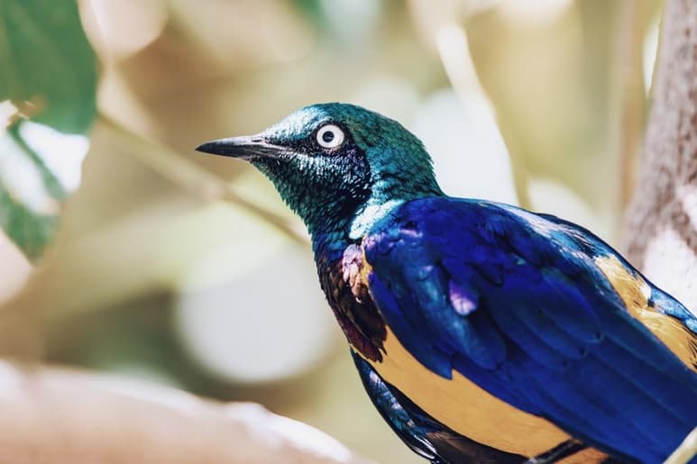 Un nuevo fósil hallado en Bélgica indica que las aves modernas aparecieron en la Tierra justo antes de la extinción masiva del fin del periodo Cretácico. (ARCHIVO)