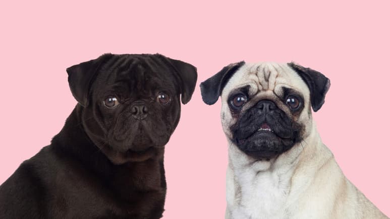 Todos los perros, sin excepción, requieren hacer deporte para mantenerse sanos y sin atrofiar sus articulaciones, sin embargo, es cierto que ciertas razas requieren menos ejercicio y son más tranquilos. (ARCHIVO)