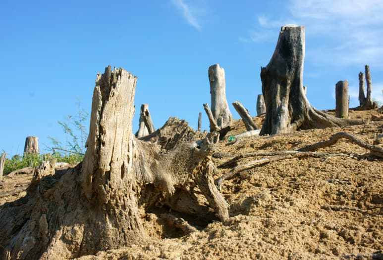 El ecólogo molecular aseguró que la conservación de los ecosistemas es complicada debido al cambio de uso del suelo; sin embargo la preservación es imprescindible para la humanidad y el planeta entero. (ARCHIVO)