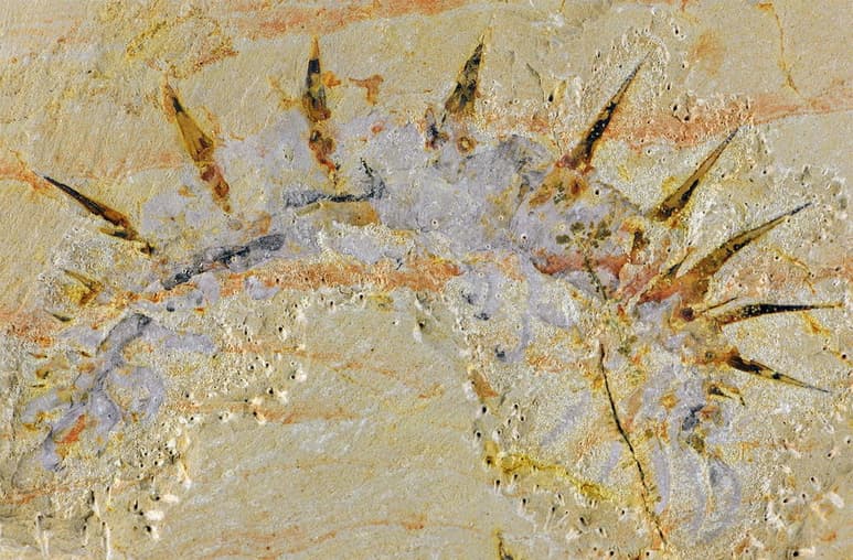 Un equipo de científicos estadounidenses ha descubierto el primer antepasado del árbol genealógico que contiene a la mayoría de los animales conocidos hoy en día, incluidos los humanos. (ARCHIVO)