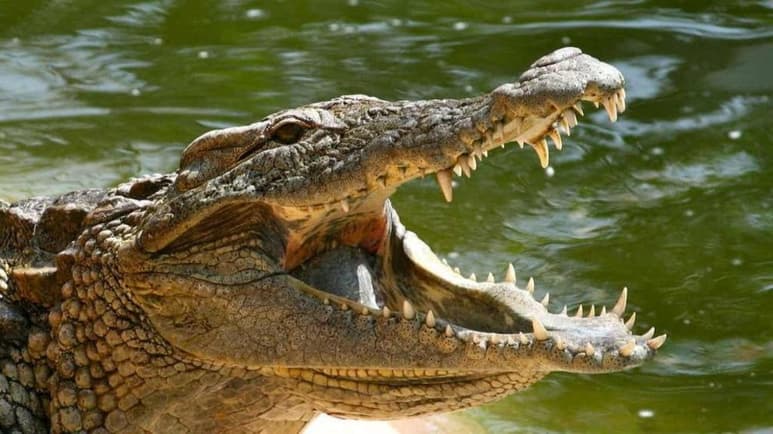 Mientras pescaba, el sujeto fue sorprendido y devorado por un cocodrilo. Según lo reportaron las autoridades del país africano (CAPTURA)